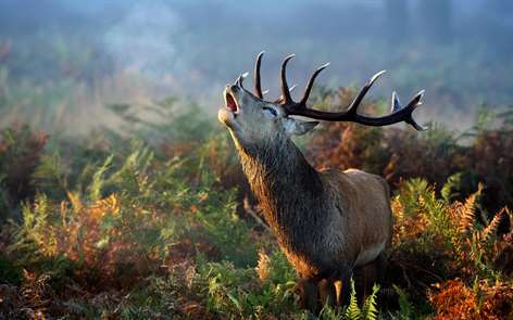 Animals in Autumn Screenshots 2