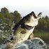 Rapala Fishing: Pro Series