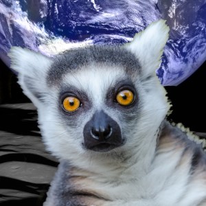 Cyber Lemur