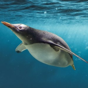Antarctic Majesty
