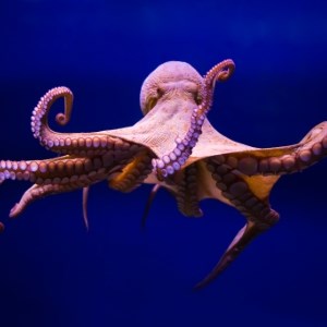 Common Octopus - Microsoft Edge Addons