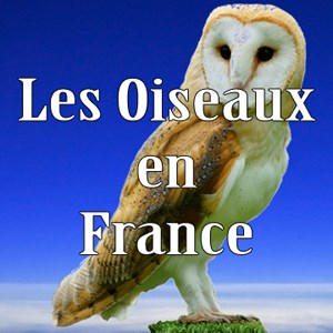 Les Oiseaux en France