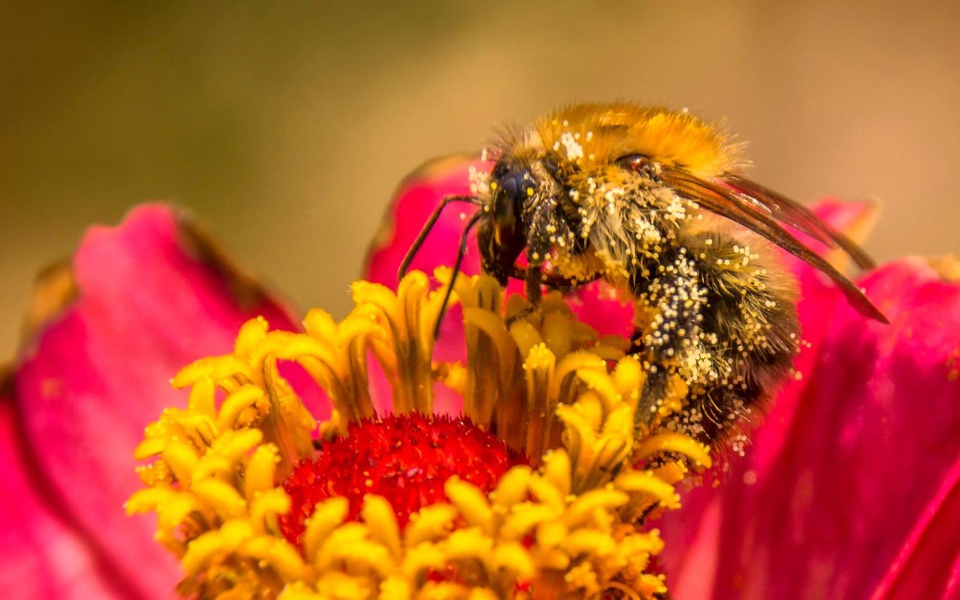 The honeybee its nature homes and products 1884