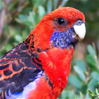 Bird Photo of the Day