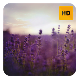 Lavender Flower Wallpaper HD New Tab Theme