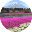 Fuji Shibazakura Festival Wallpaper New Tab icon