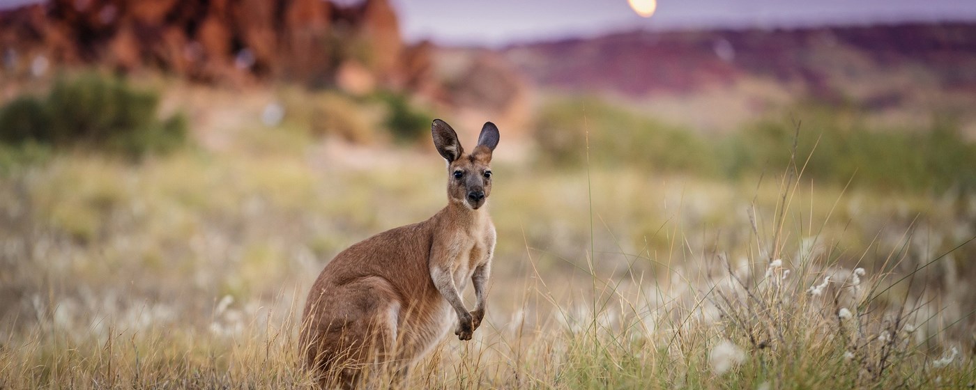 Kangaroo Wallpaper New Tab marquee promo image