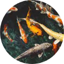 Koi Fish Wallpaper New Tab icon