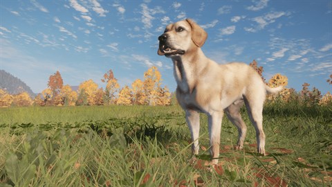 theHunter: Call of the Wild™ - Labrador Retriever