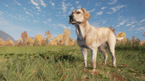 theHunter: Call of the Wild™ - Labrador Retriever - Windows 10