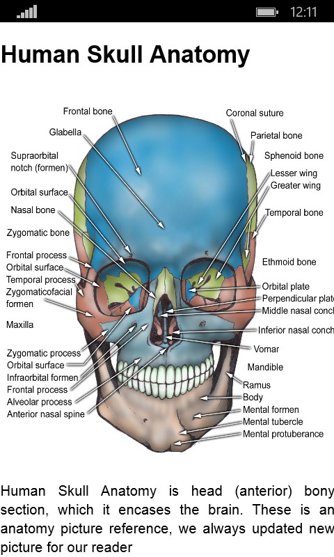 Anatomy Atlas Free for Windows 10 Mobile