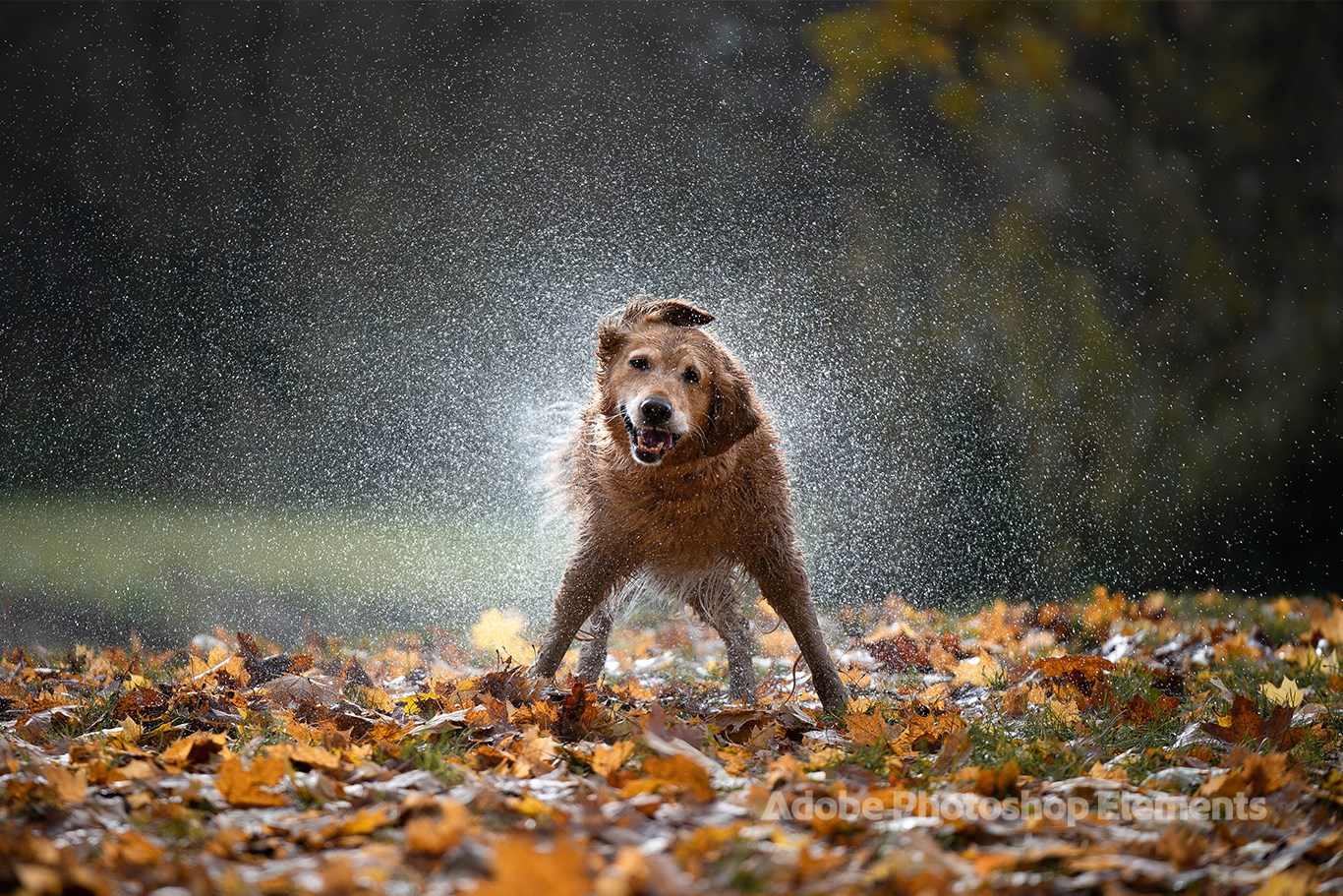 Dog Theme by Adobe Photoshop Elements screenshot