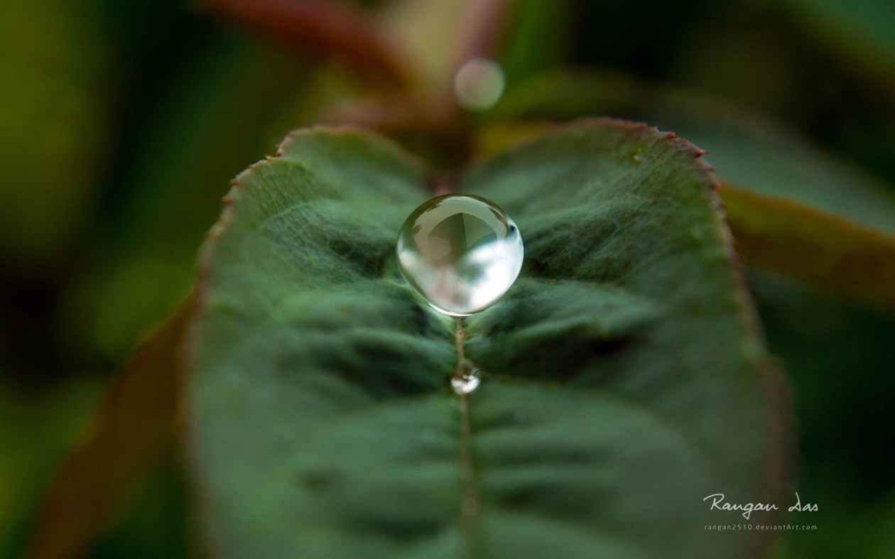 #1. Raindrops by Rangan Das (Windows) 由: Microsoft Corporation