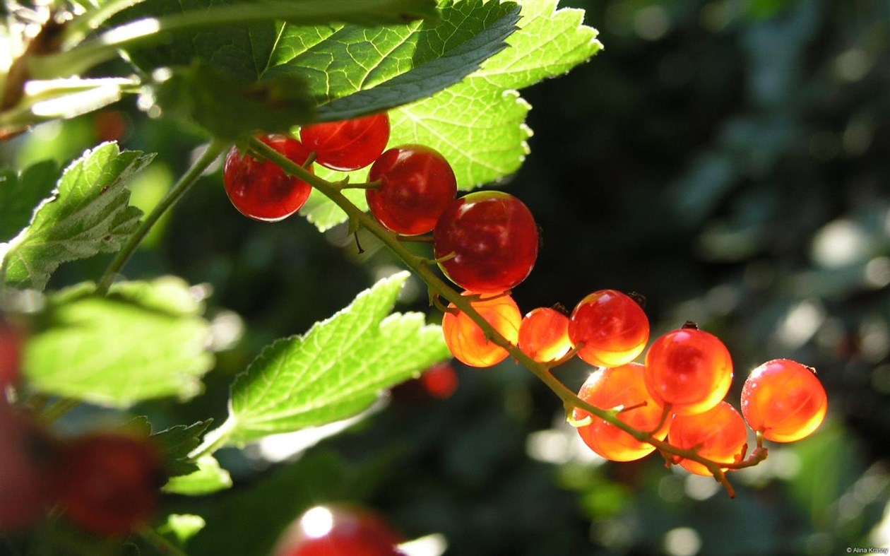 #1. Community Showcase Flora (Windows) Podle: Microsoft Corporation