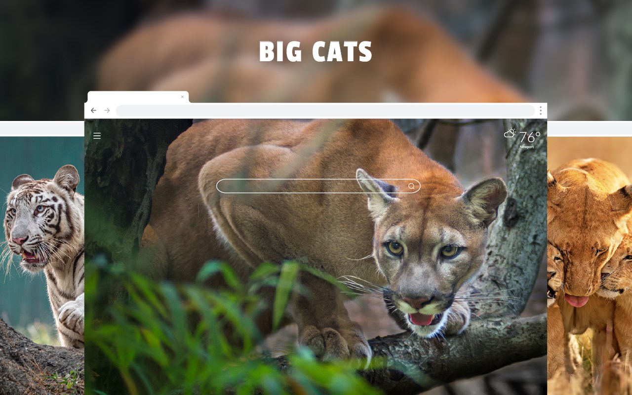 Big Cats Wild Cat HD Wallpapers New Tab