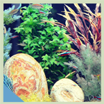 Descargar tropical fish aquarium