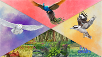 Europe + Océanie + Asia + Packs Décoratifs