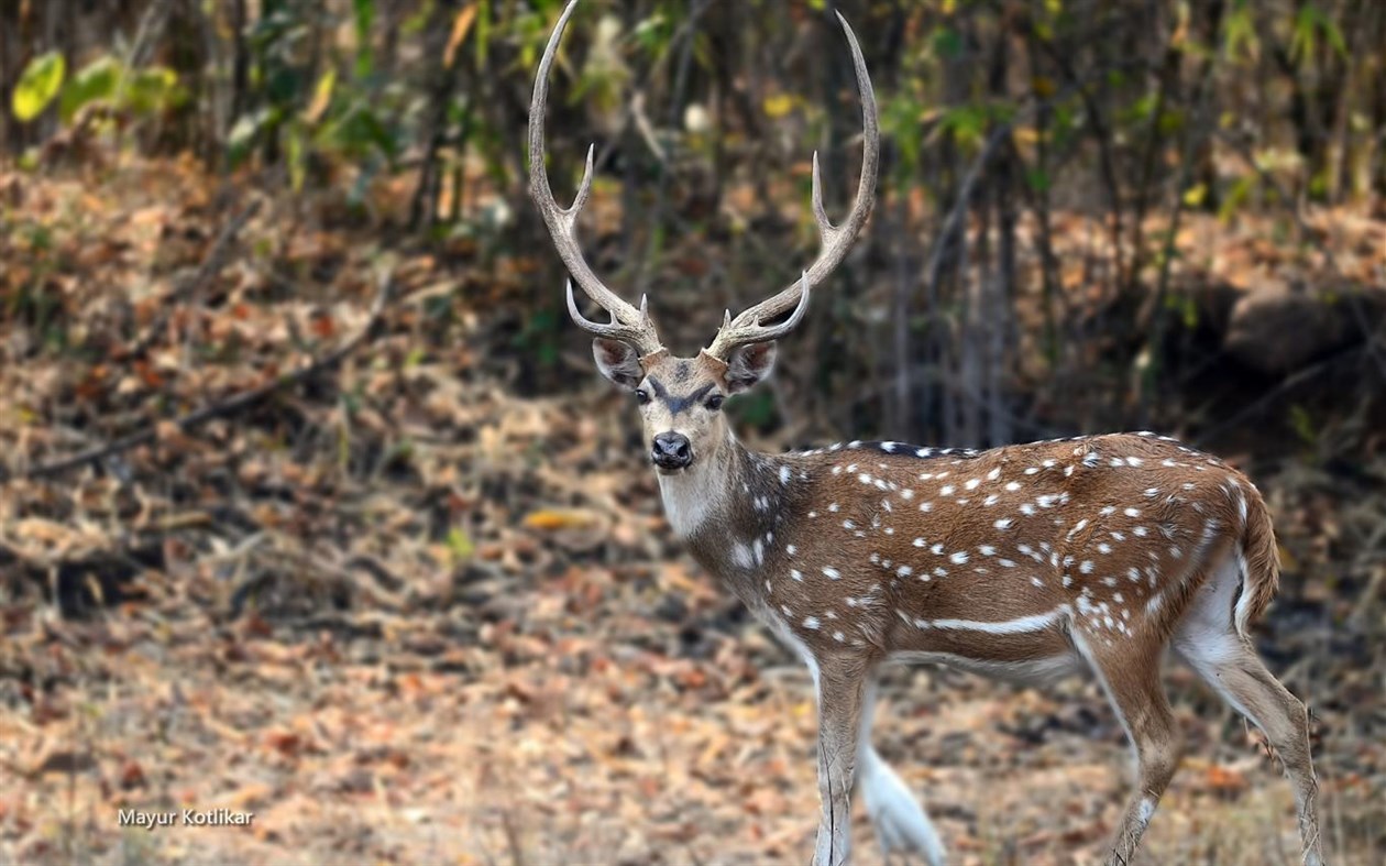 #4. Indian Wildlife by Mayur Kotlikar (Windows) 由: Microsoft Corporation