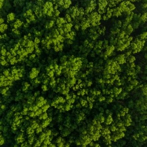 Mangrove Aerial Insight