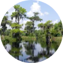 Everglades National Park Wallpaper New Tab icon