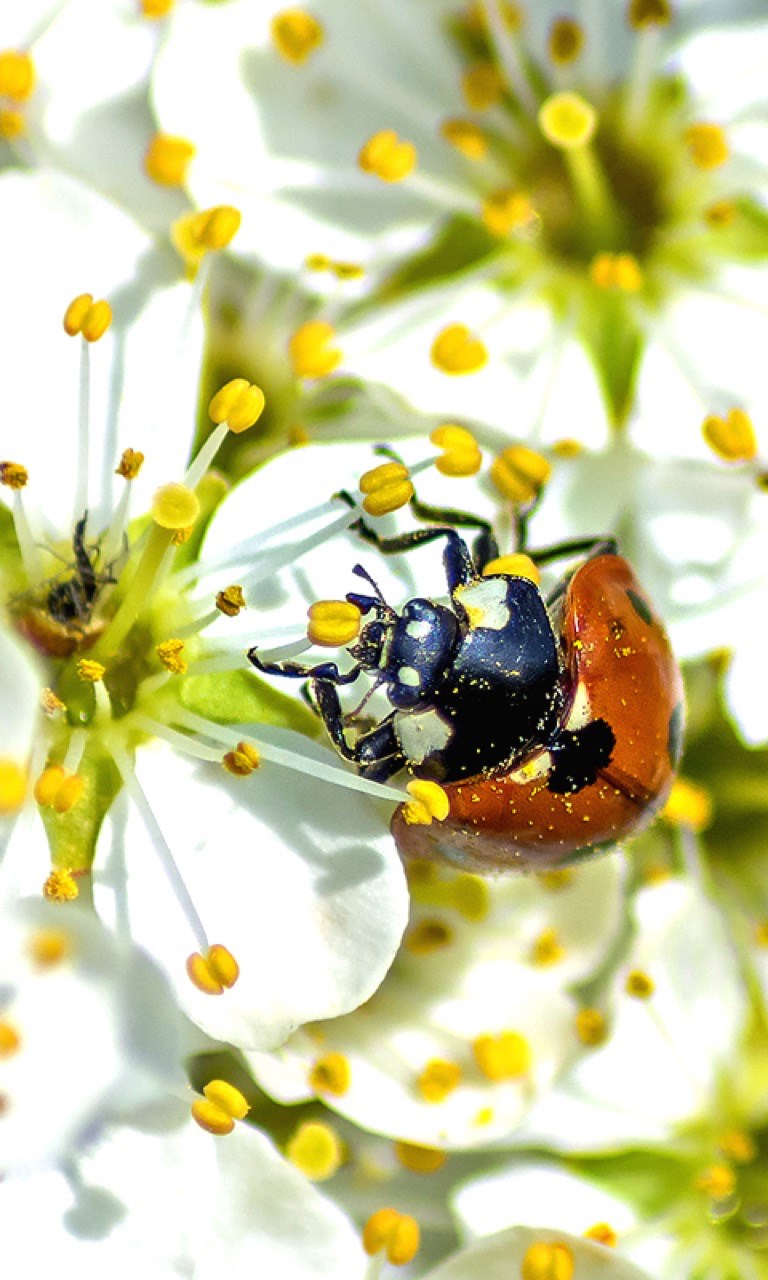 Handy Hintergrundbilder Fruhling Beziehen Microsoft Store De De