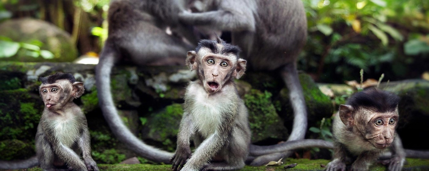 Monkey Wallpaper New Tab marquee promo image