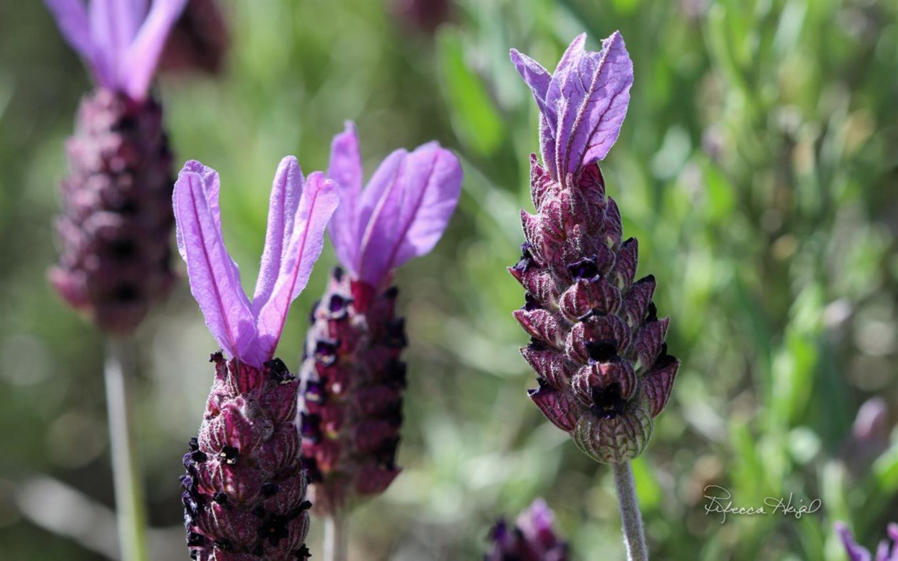 #2. Spring Blooms 2 by Rebecca Heigel (Windows) 由: Microsoft Corporation