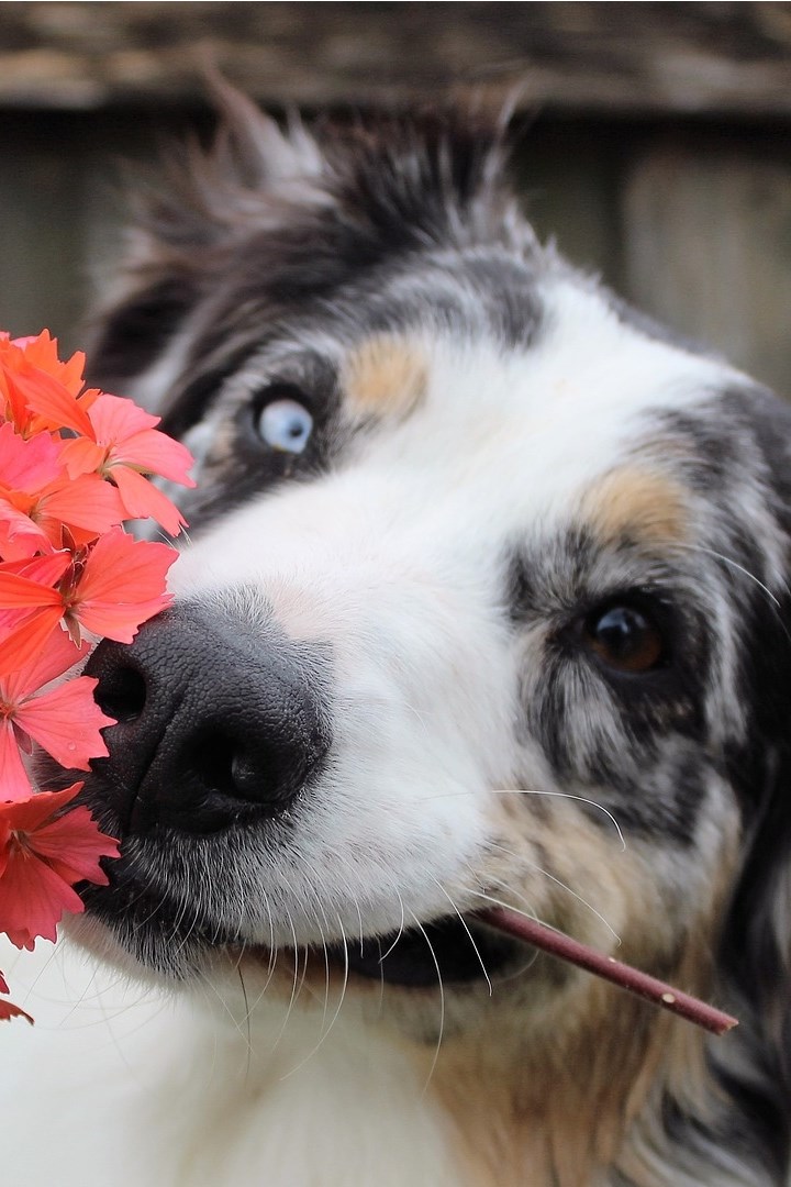 Puppy Wallpapers HD