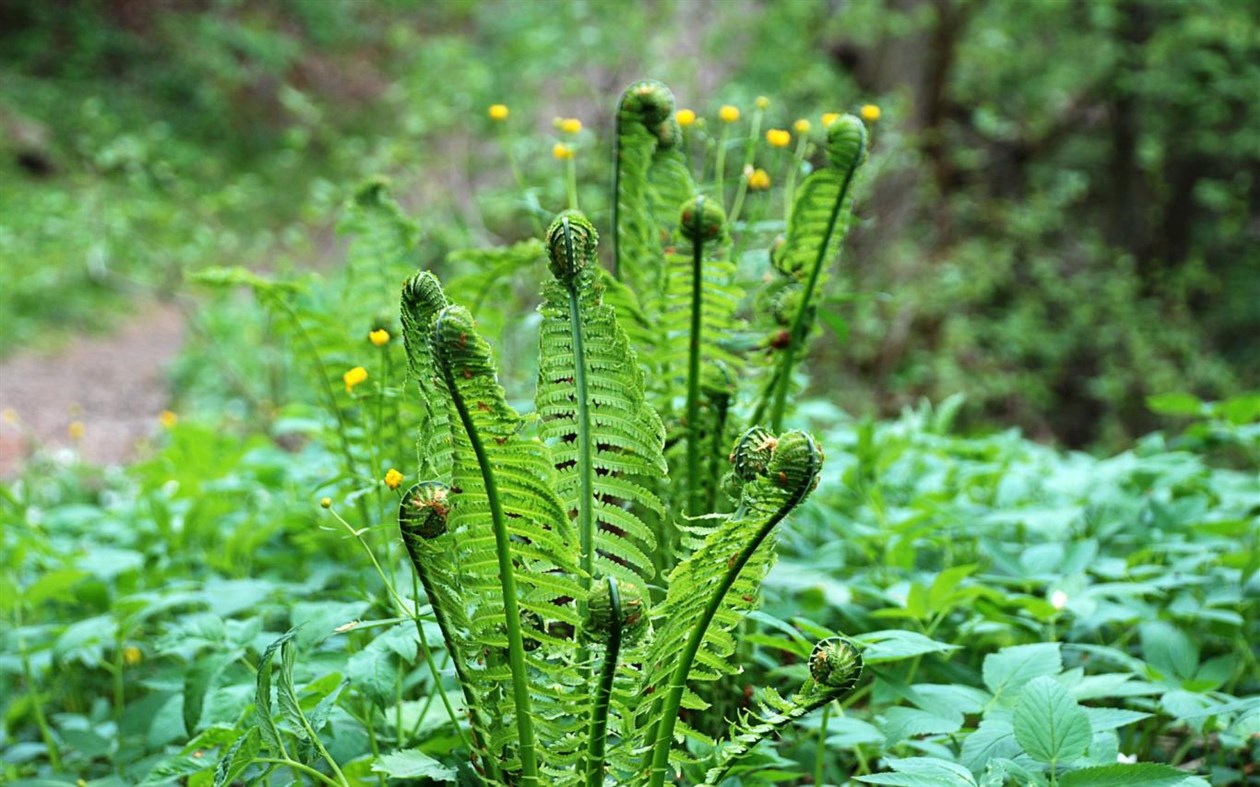 #1. Latvian Nature (Windows) Podle: Microsoft Corporation