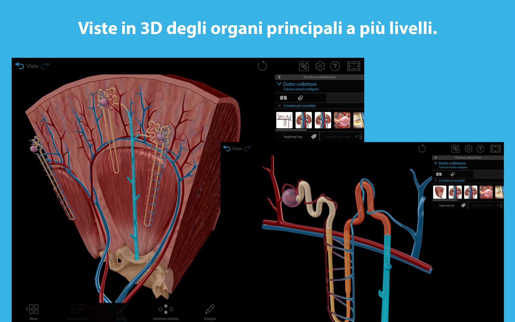 diagramma di anatomia femminile umana