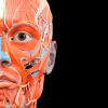 Anatomy 3D - Human Body