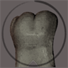 ToothMorphology