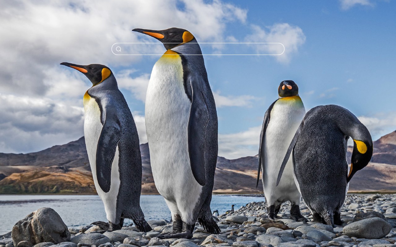 Penguins Hd Wallpaper New Tab Theme Microsoft Edge Addons
