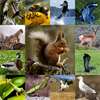 Real Animal Sound