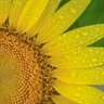 Sunflowers PREMIUM icon