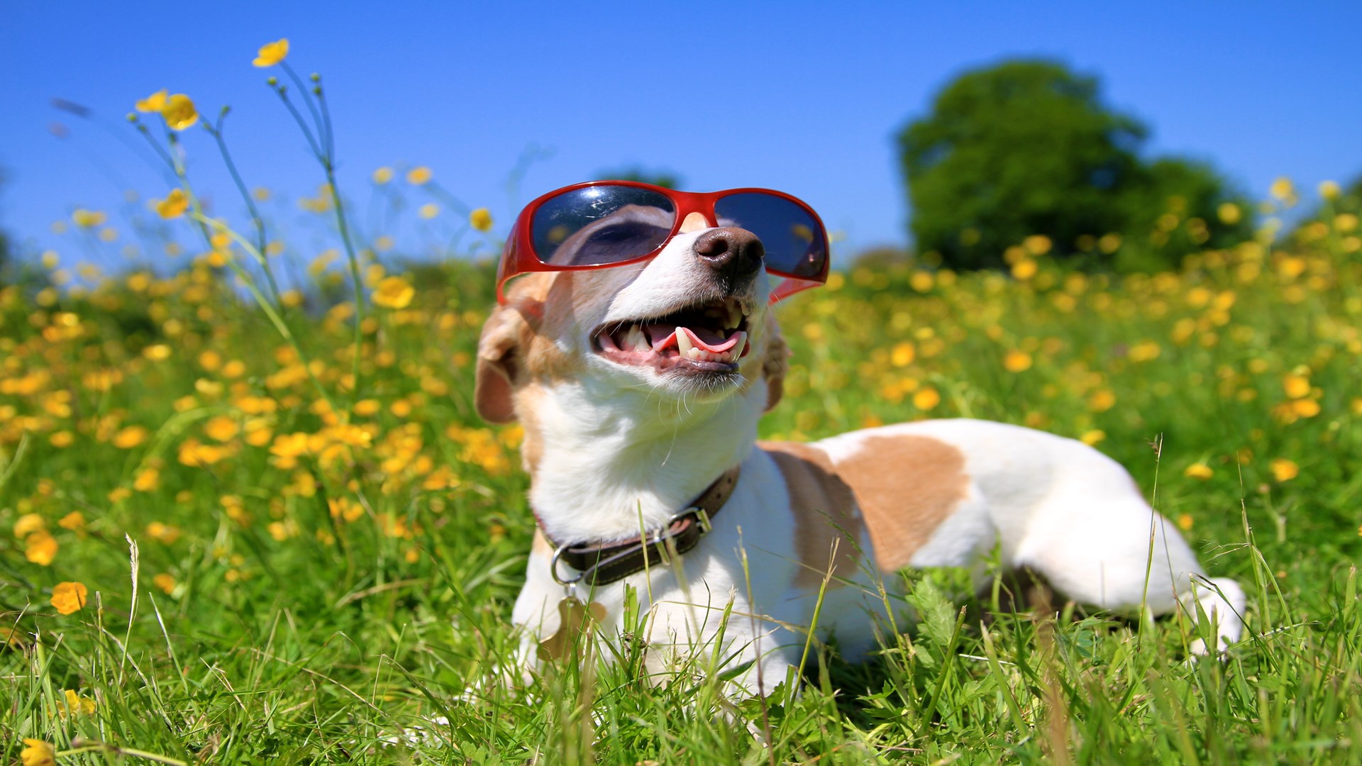 sunglasses on dogs