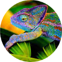 Chameleon Wallpaper New Tab icon