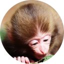 Monkey Wallpaper New Tab icon