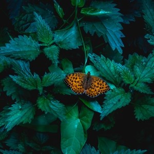 Orange Butterfly on Leaf