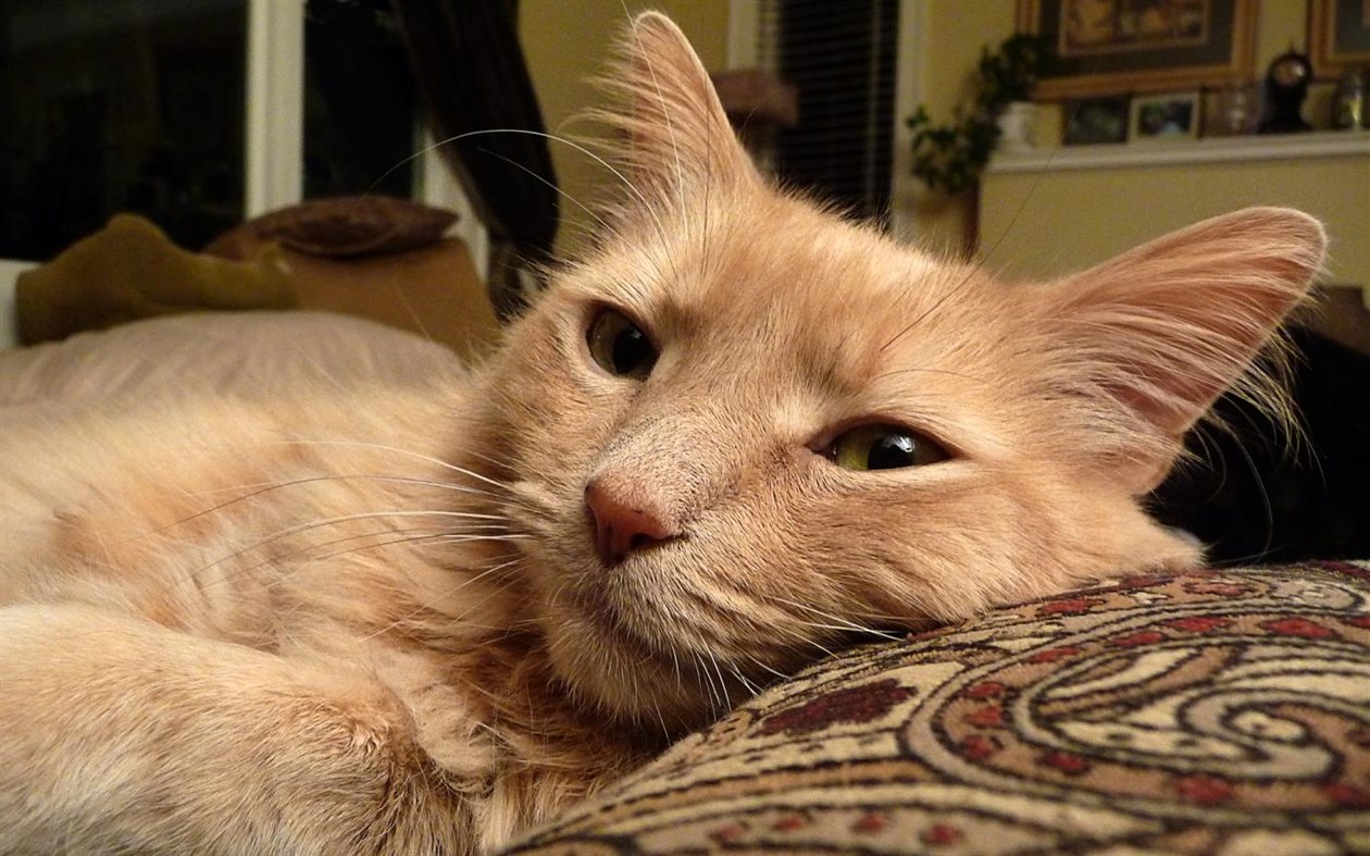 #1. Cats Anytime (Windows) 由: Microsoft Corporation