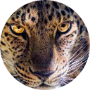 Leopard Wallpaper New Tab icon