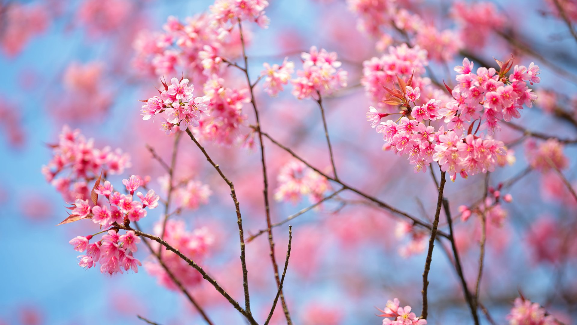 Featured image of post Aesthetic Cherry Blossom Wallpaper Laptop