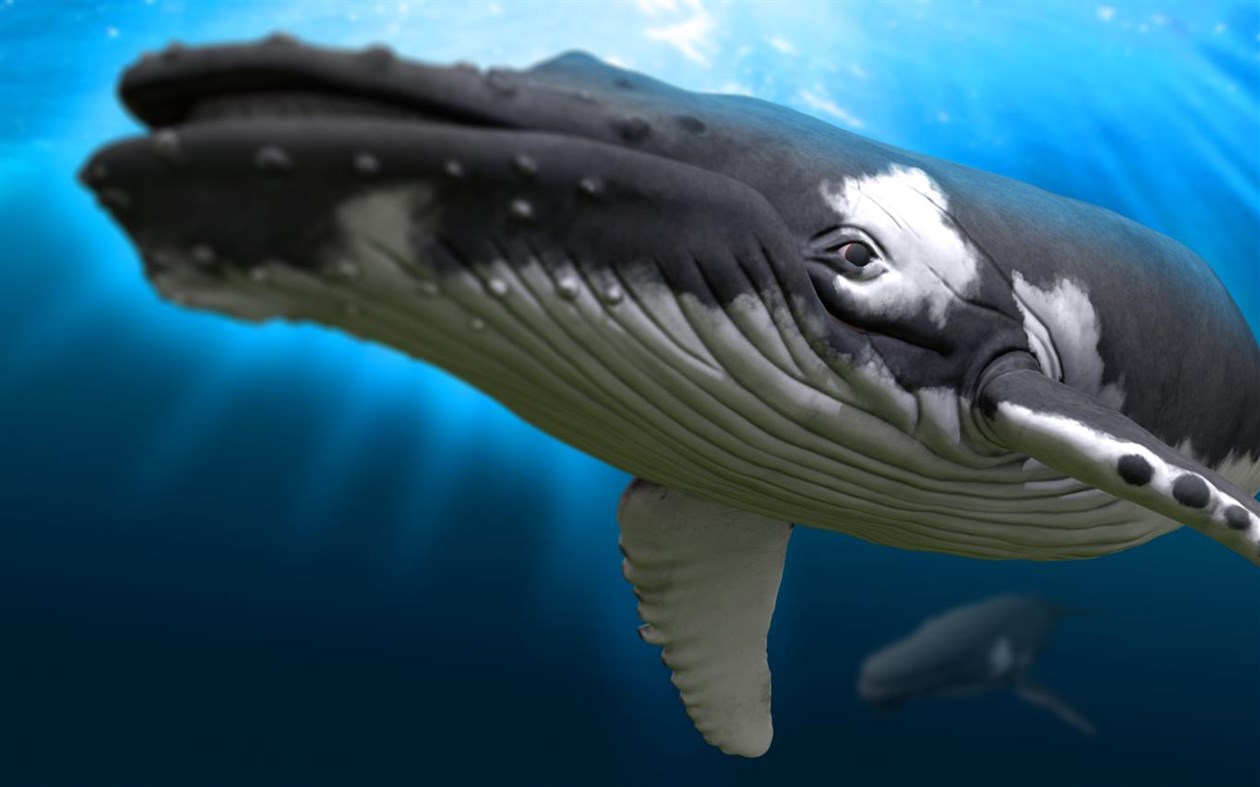 #3. Remix 3D Ocean Life (Windows) Podle: Microsoft Corporation