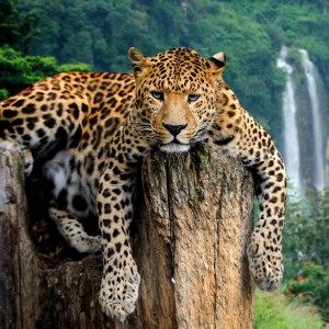 Leopard - Big Cat HD Wallpapers New Tab
