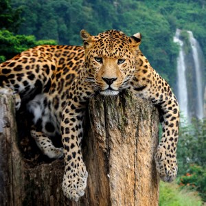 Leopard - Big Cat HD Wallpapers New Tab icon