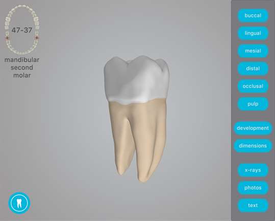 Dental Corpus ANATOMY lite screenshot 3