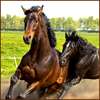 Horse Wallpapers HD