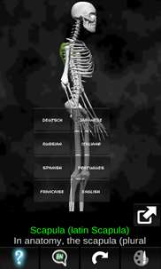 Human skeleton (Anatomy) screenshot 5