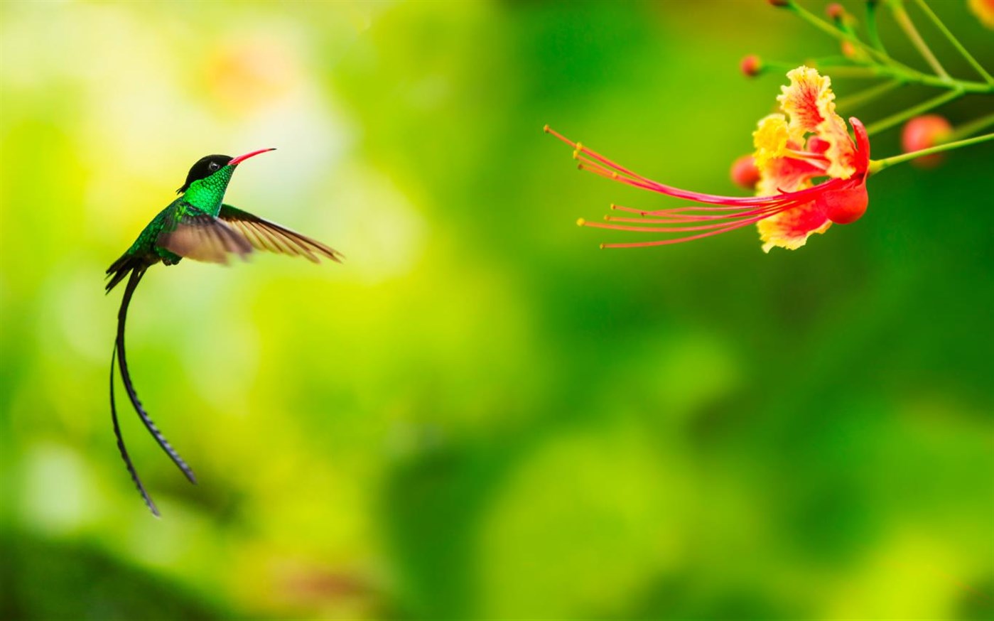 Windows bird. Вымпелохвостый Колибри Ямайка. Колибри птица. Колибри-Пчелка (Mellisuga helenae). Колибри тропики.