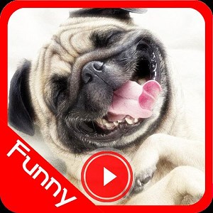 Funny Videos Download For Mobile
